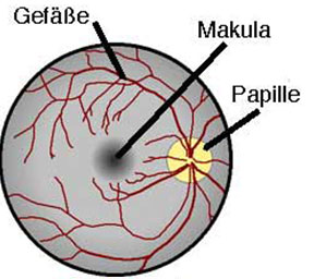 Detail Fovea Centralis Auge Nomer 6