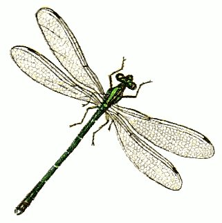 Detail Free Dragonfly Clipart Nomer 31