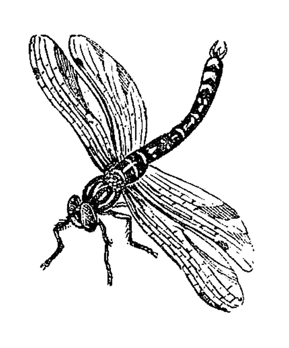 Detail Free Dragonfly Clipart Black And White Nomer 14