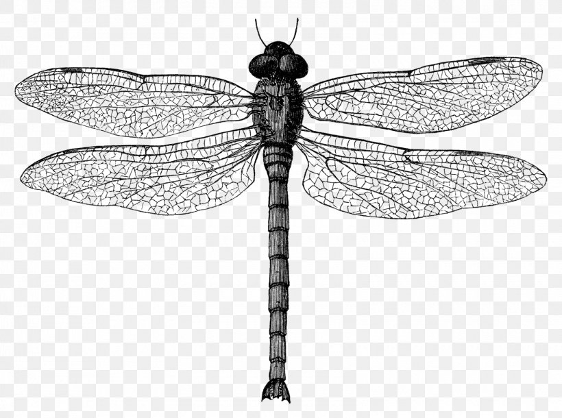 Detail Free Dragonfly Clipart Black And White Nomer 35