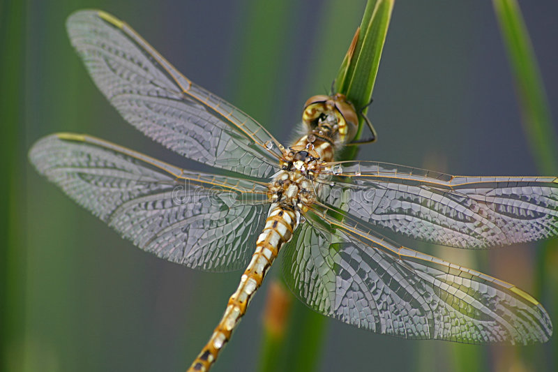 Detail Free Dragonfly Images Nomer 6