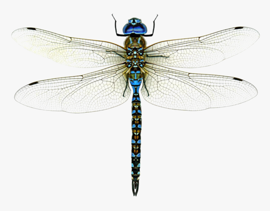 Free Dragonfly Png - KibrisPDR