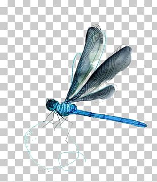 Detail Free Dragonfly Png Nomer 18