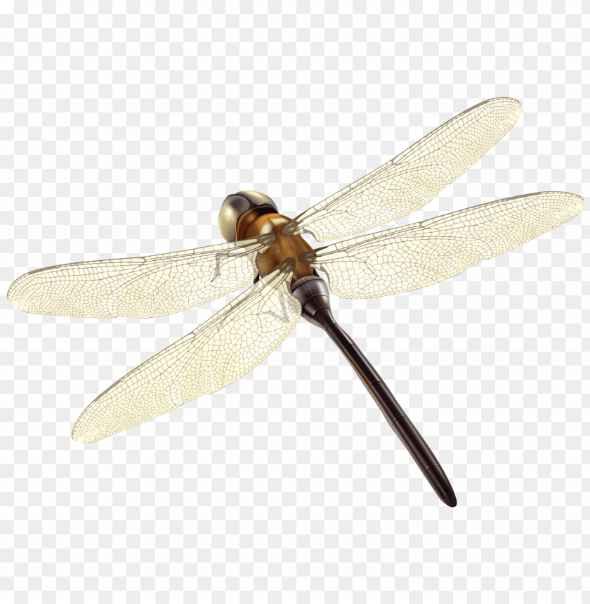 Detail Free Dragonfly Png Nomer 20