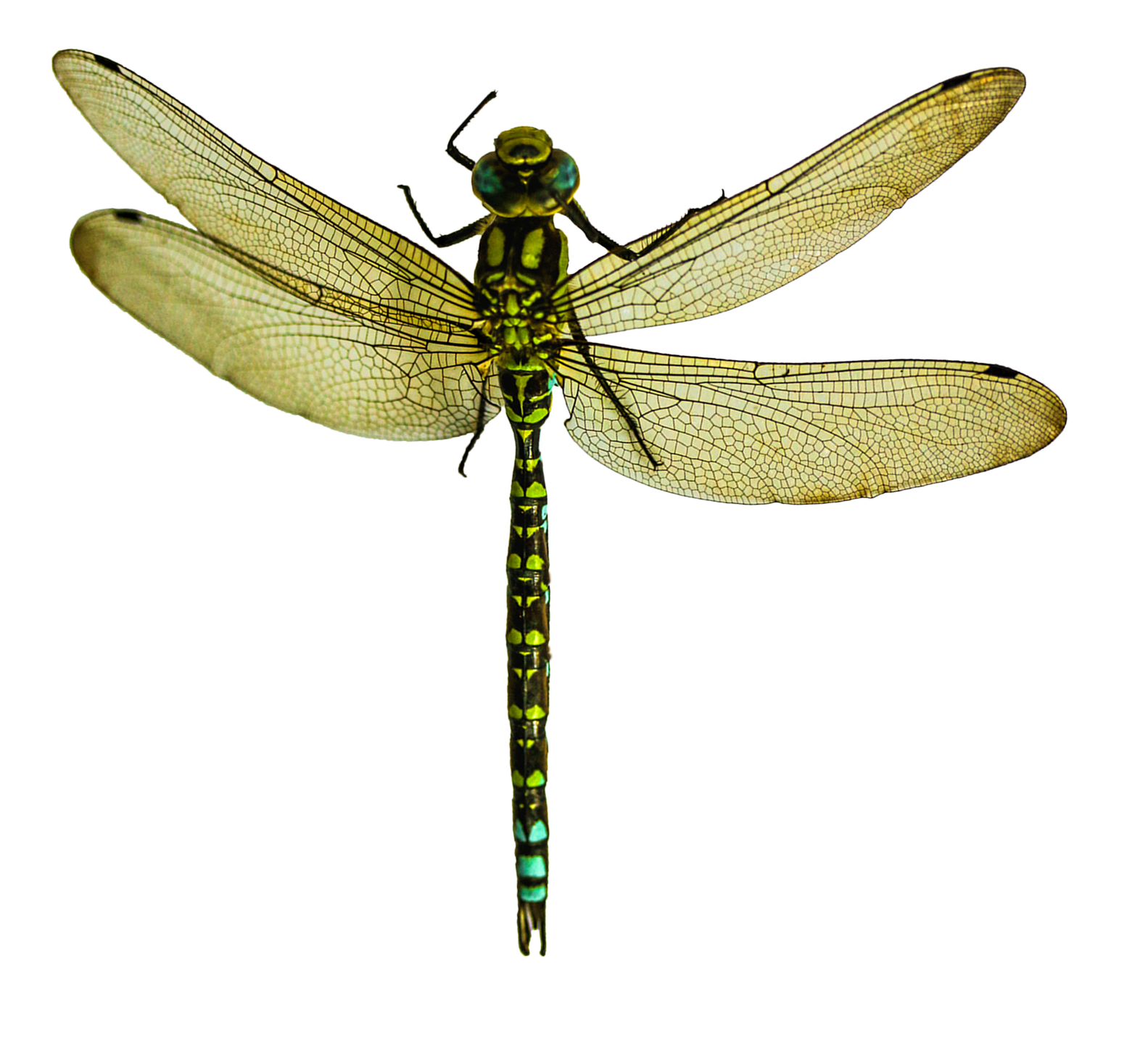 Detail Free Dragonfly Png Nomer 25