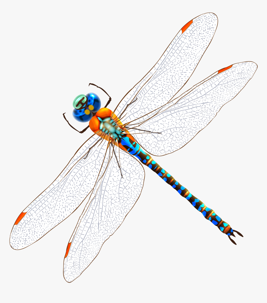 Detail Free Dragonfly Png Nomer 31