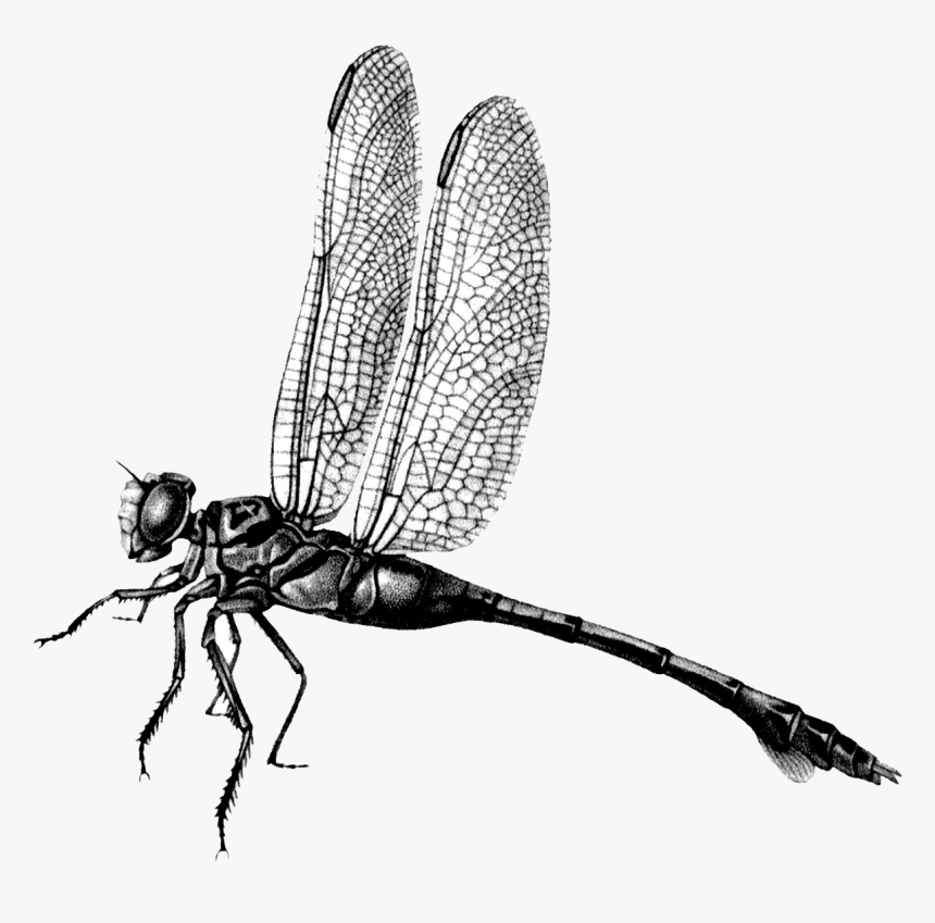 Detail Free Dragonfly Png Nomer 36