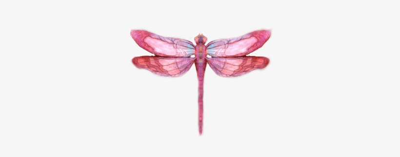 Detail Free Dragonfly Png Nomer 43