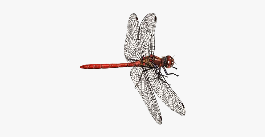 Detail Free Dragonfly Png Nomer 44