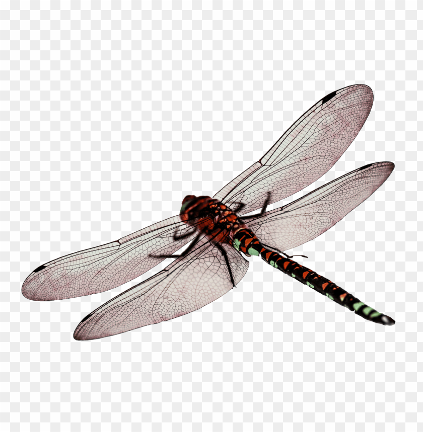 Detail Free Dragonfly Png Nomer 7