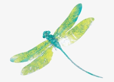 Detail Free Dragonfly Png Nomer 10