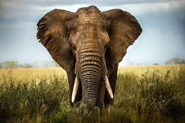 Free Elephant Pictures - KibrisPDR