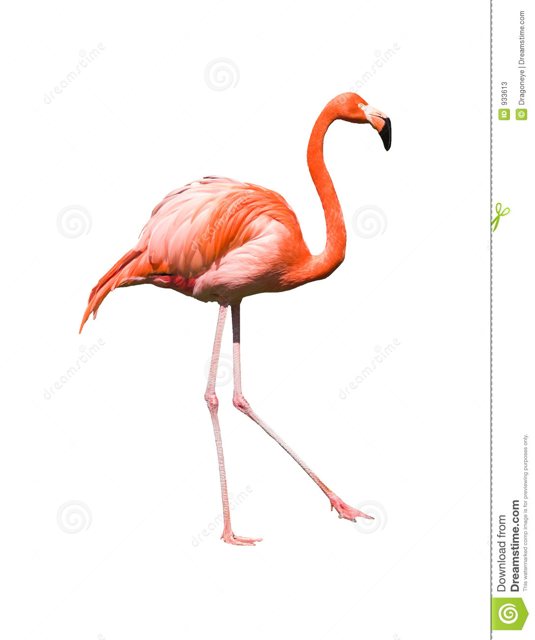 Detail Free Flamingo Images Nomer 47