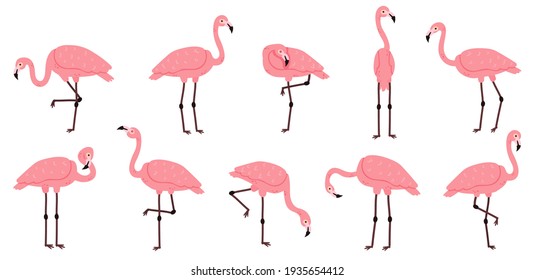 Detail Free Flamingo Images Nomer 50