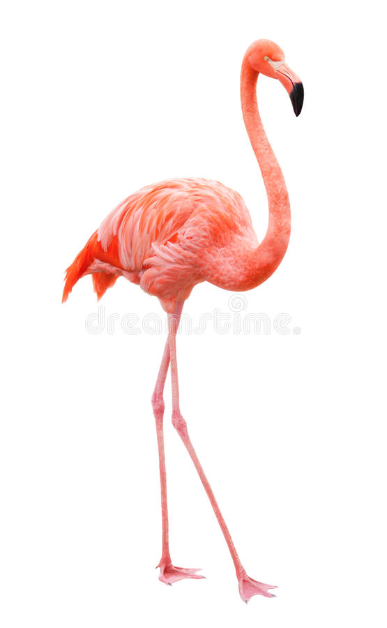 Free Flamingo Pictures - KibrisPDR