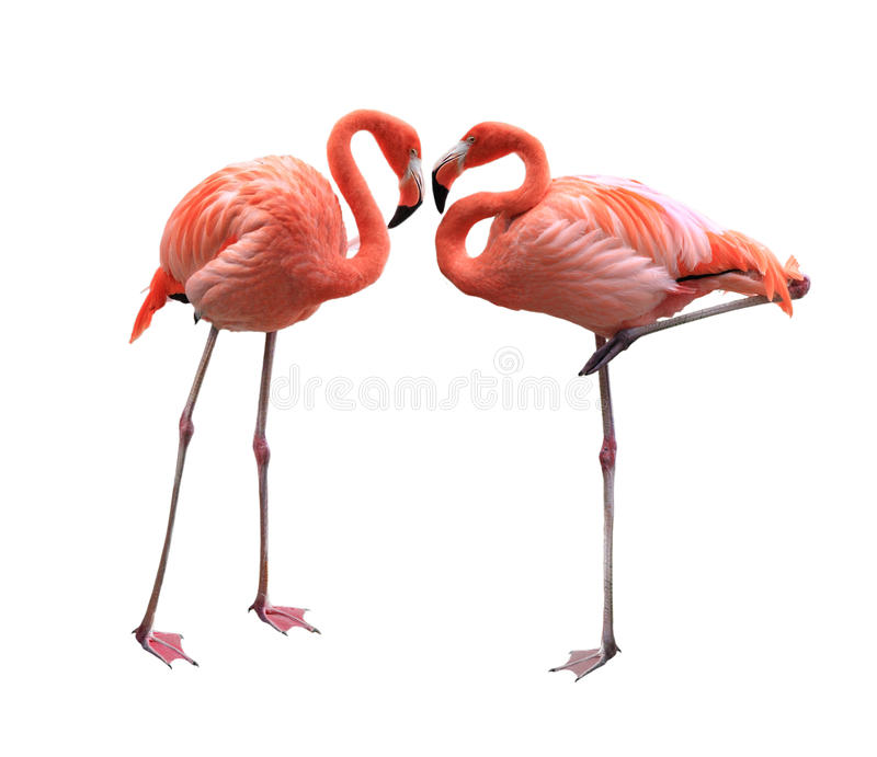 Detail Free Flamingo Pictures Nomer 33