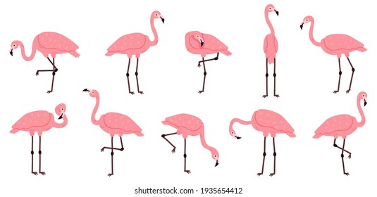 Detail Free Flamingo Pictures Nomer 35