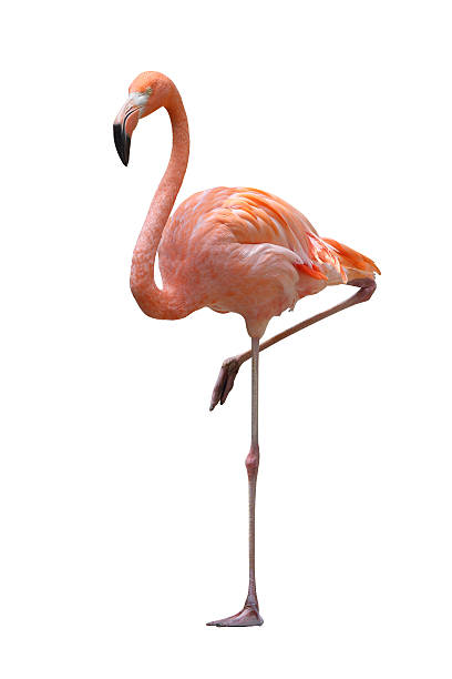 Detail Free Flamingo Pictures Nomer 5