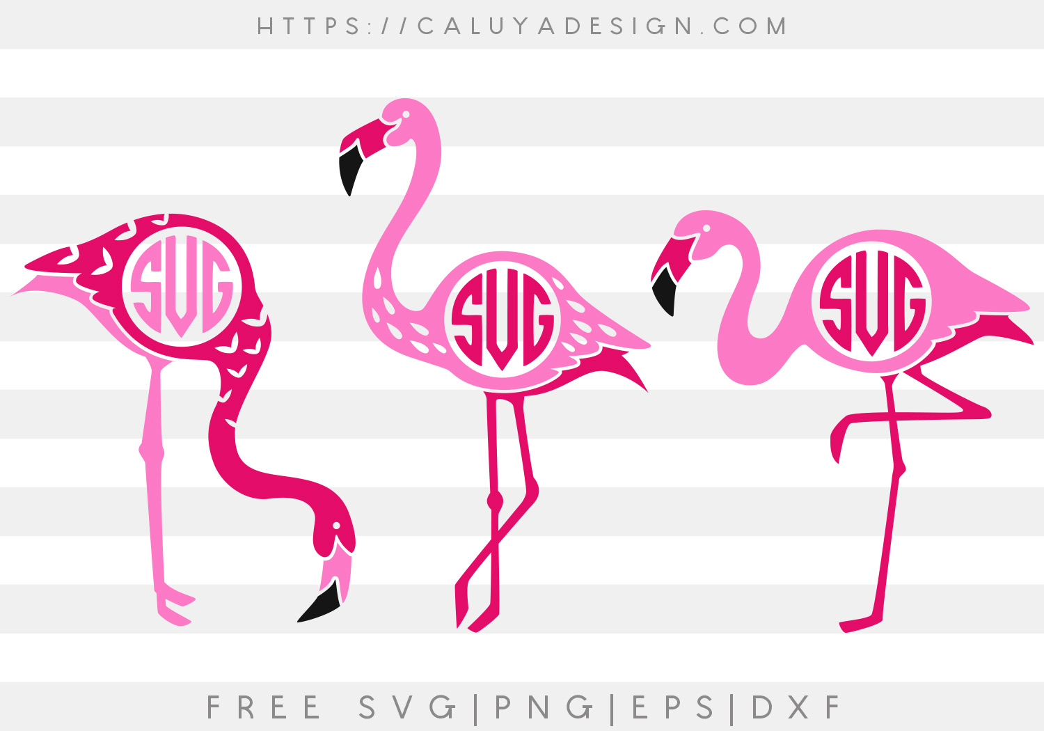Detail Free Flamingo Pictures Nomer 45