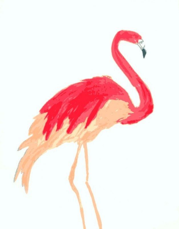 Detail Free Flamingo Pictures Nomer 50