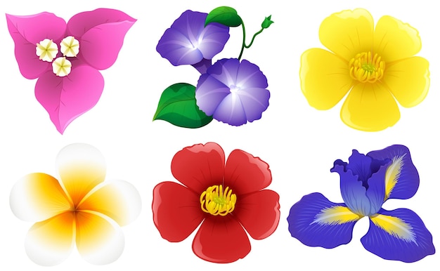 Detail Free Flowers Images Clipart Nomer 35