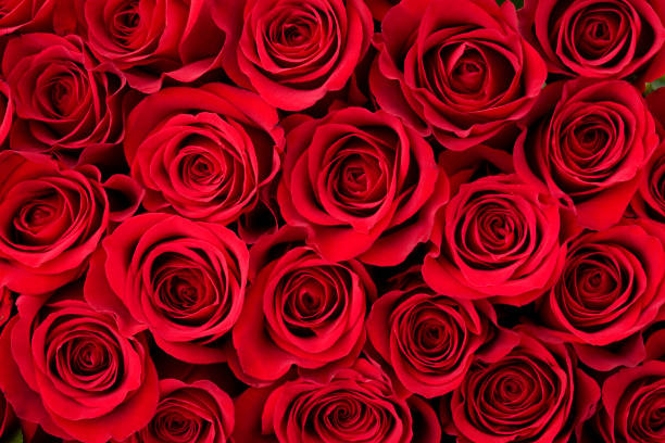 Detail Free Flowers Pictures Roses Nomer 25