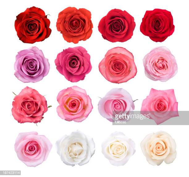 Detail Free Flowers Pictures Roses Nomer 27