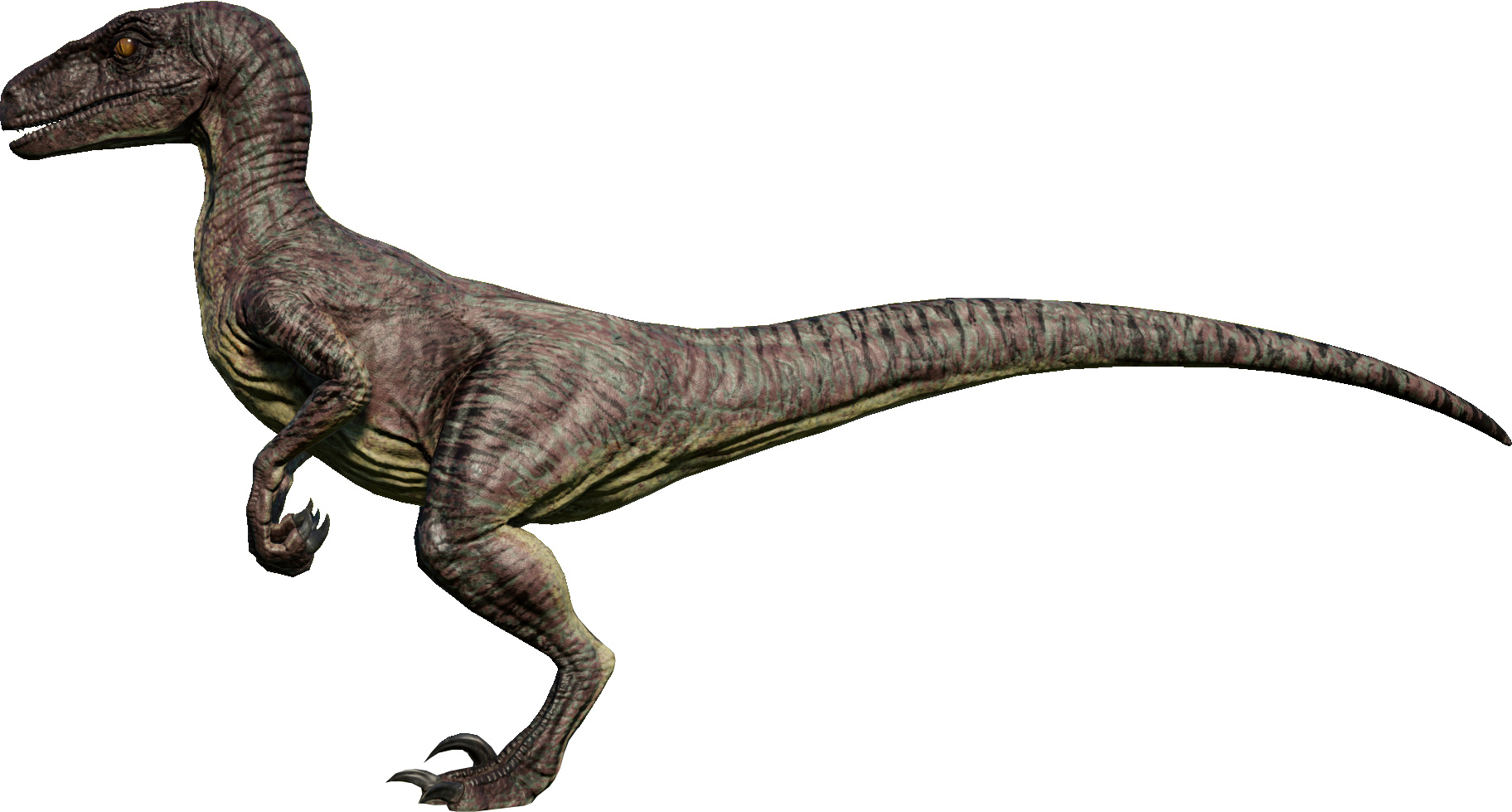 Detail Protoceratops Velociraptor Fossil Nomer 10