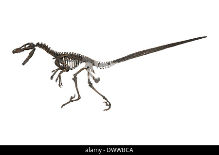 Detail Protoceratops Velociraptor Fossil Nomer 11