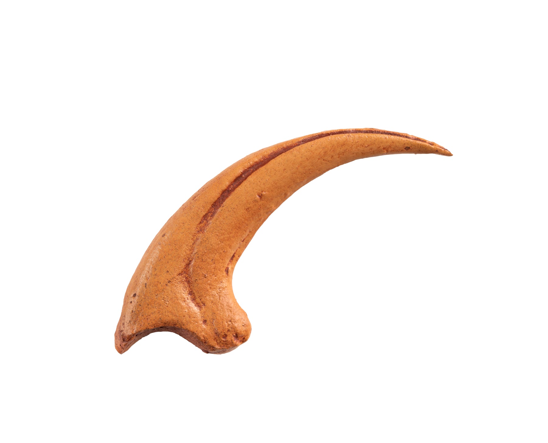 Detail Protoceratops Velociraptor Fossil Nomer 12
