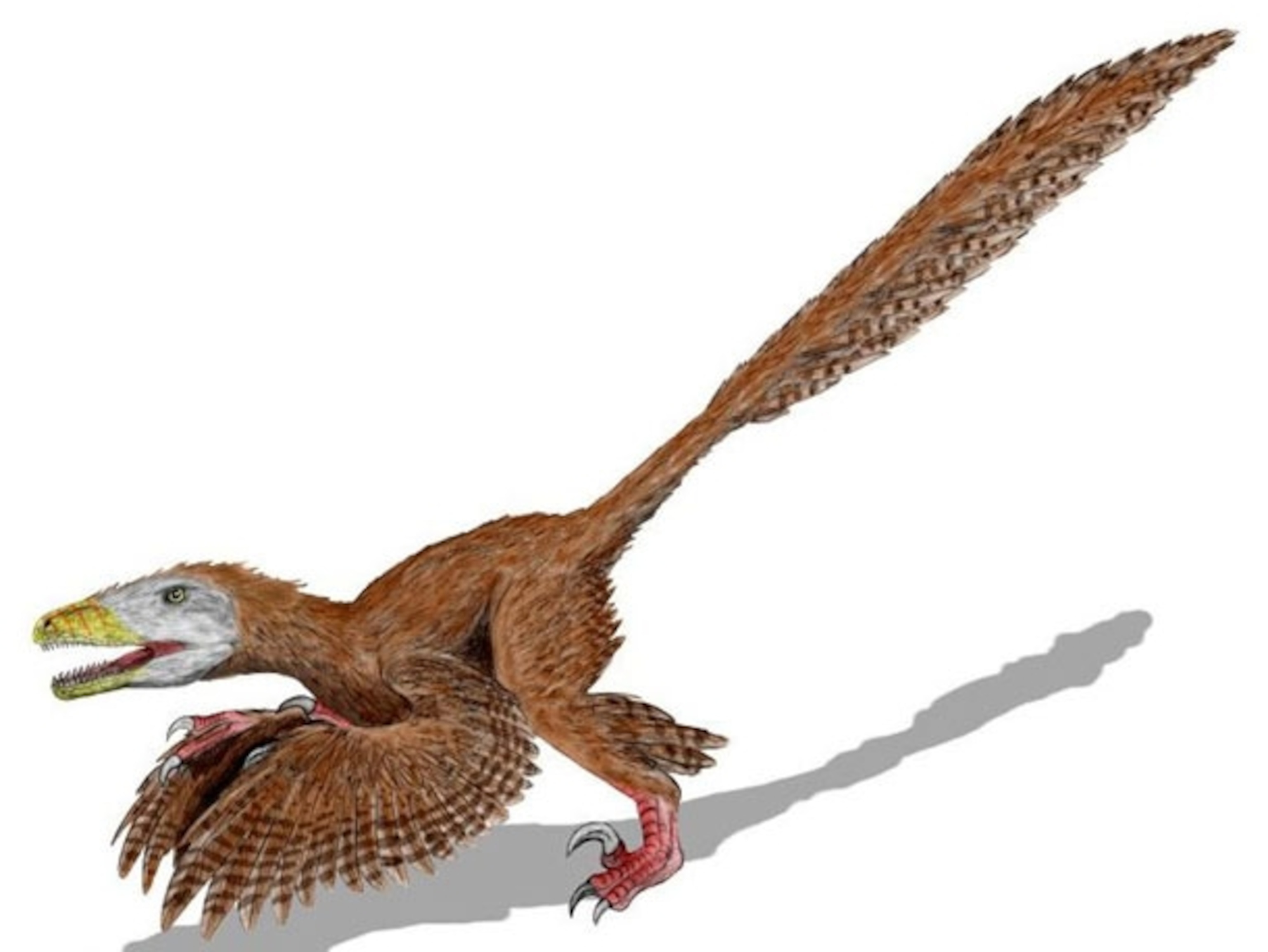 Detail Protoceratops Velociraptor Fossil Nomer 21