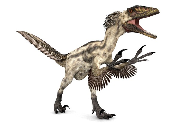Detail Protoceratops Velociraptor Fossil Nomer 3