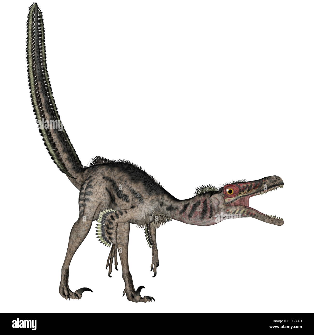 Detail Protoceratops Velociraptor Fossil Nomer 5