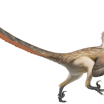 Detail Protoceratops Velociraptor Fossil Nomer 6