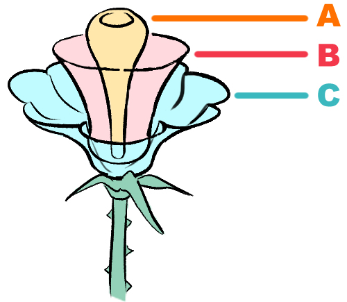 Detail Blumen Von Oben Zeichnen Nomer 12