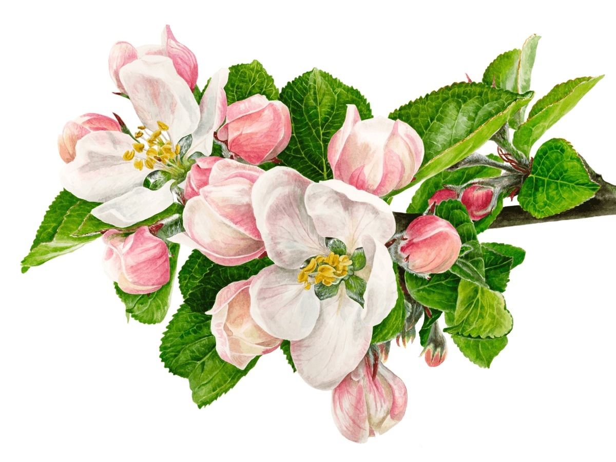 Detail Blumen Von Oben Zeichnen Nomer 17