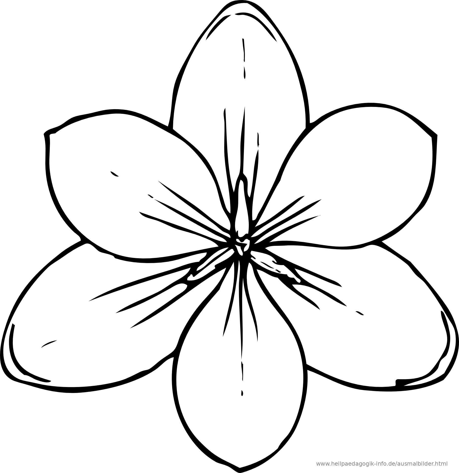 Detail Blumen Von Oben Zeichnen Nomer 5