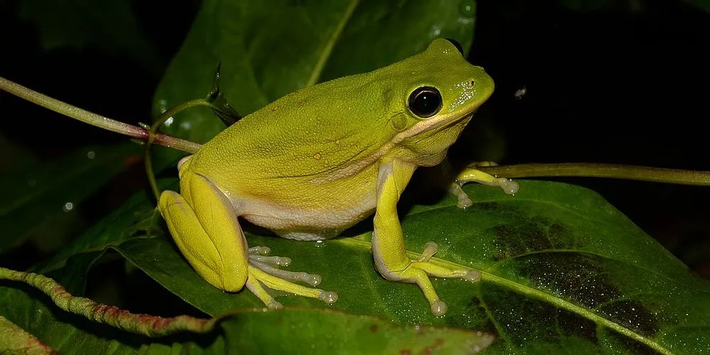 Detail Free Frog Image Nomer 40