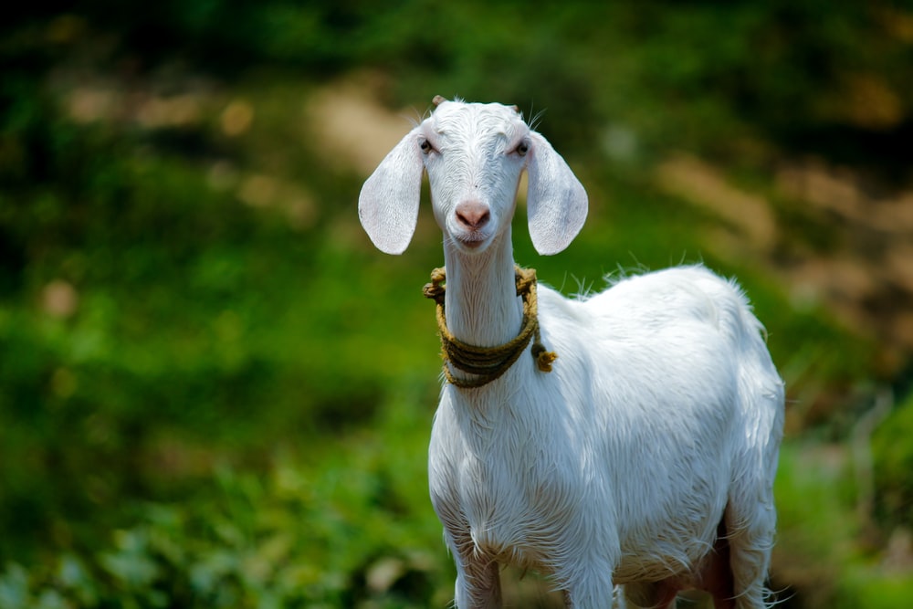 Free Goat Pictures - KibrisPDR