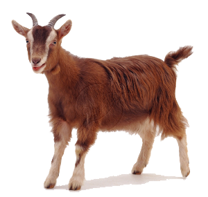 Download Free Goat Pictures Nomer 16