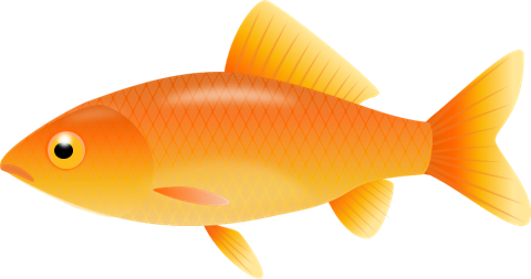 Detail Free Goldfish Clipart Nomer 11