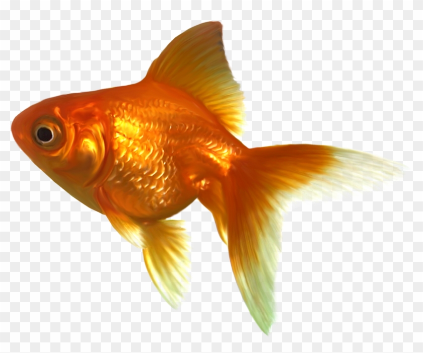 Detail Free Goldfish Clipart Nomer 14