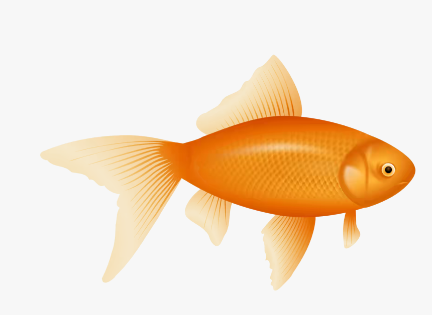 Detail Free Goldfish Clipart Nomer 3