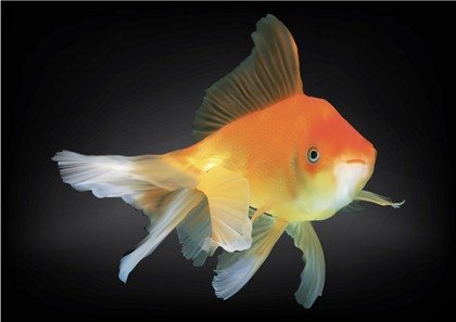 Detail Free Goldfish Clipart Nomer 35