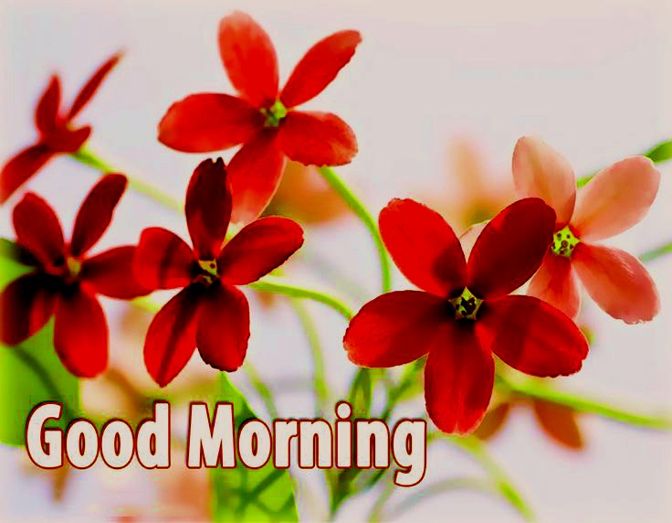 Detail Free Good Morning Greetings Download Nomer 7