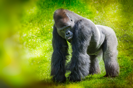 Detail Free Gorilla Pics Nomer 27