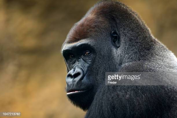 Detail Free Gorilla Pics Nomer 30