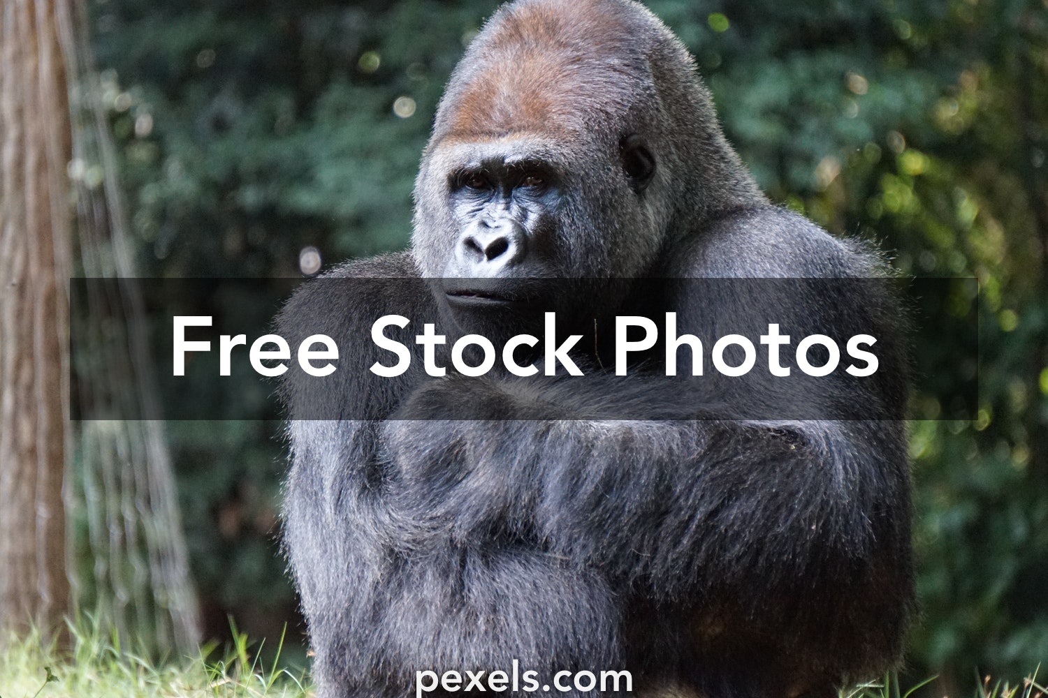 Detail Free Gorilla Pics Nomer 39