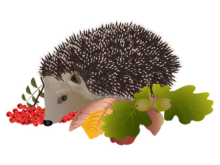 Detail Free Hedgehog Clipart Nomer 47