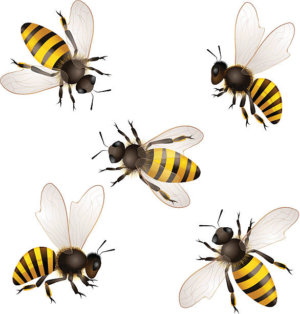 Detail Free Honey Bee Clipart Images Nomer 42